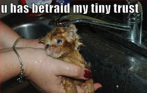 funny-tiny-cat-kitten-bath-kitchen-sink